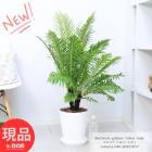 ���տ�ʪ  �������� ���ޥꥢ ����С���ǥ� �⤵��96cm���� 8��ȭ �� �֥쥯�ʥࡦ���åХ� ������ʪ ���ޥꥢ �ڸ���ȯ����