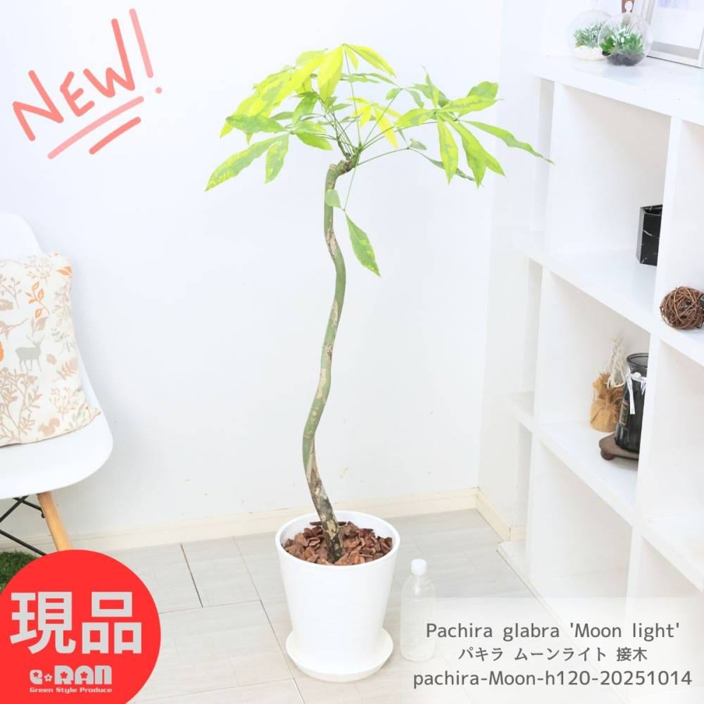 ���տ�ʪ �ѥ��� �ࡼ��饤�� ���� �������� 8��ȭ �⤵��120m ���������� �����դ� �������ޥץ쥼��� ���ڸ���ȯ����