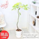 ���տ�ʪ �ѥ��� �ࡼ��饤�� ���� �������� 8��ȭ �⤵��120m ���������� �����դ� �������ޥץ쥼��� ���ڸ���ȯ����