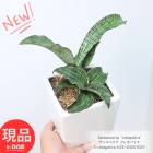 Ķ������ �ҳ��դ� ���󥹥٥ꥢ ���쥪�ѥȥ� �⤵��25cm ���塼�֥ۥ磻��ƫ��ȭ 4�極���� ¿����ʪ ������ �ڸ���ȯ����