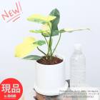 ���տ�ʪ ���� ������ �ե����ǥ�ɥ��� �С���ޥ륯�� �Хꥨ������ �⤵��32cm ƫ��ȭ 4�極�����ڸ���ȯ����