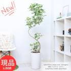 ���� �����ե�� �ߥ륭�� �⤵��145cm���� ƫ��ȭ �� 9�極���� �ۥ󥳥󥫥ݥå� �ե��� ���ݥå� �ʤ������ ���տ�ʪ �ڸ���ȯ����