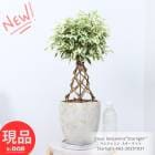 �٥󥸥�ߥ� �������饤�� �����Ω �Ԥ߹��� �⤵��62cm ���å������ȥݥå� 7�極���� �Ԥ߹��ߥ���ڸ���ȯ����