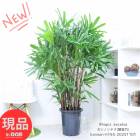 �ڸ���ȯ���ۥ���Υ����(�Ѳ���)�⤵��155cm 10��ȭ ���������� �����դ� �������ޥץ쥼��� ���տ�ʪ �ﵯʪ 