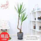 ���տ�ʪ ��å� ����ե���ƥ��ڥ�����ǯ���ڡ� �⤵��145cm 8�極���� ���å������ȥݥå� �ʤ������ �ڸ���ȯ����