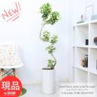 �����ե�� �����ǥ� �⤵��140cm ƫ��ȭ �� 9�極���� �����դ� ���տ�ʪ ������ �緿  �����ե�� ���ݥå� �ڸ���ȯ����