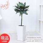 ���տ�ʪ �䥷 �����ɥ쥢 �ƥͥ�(�᥿�ꥫ) �⤵��81cm ƫ��ȭ �� 6�極���� ��Ƥ䤹�� �����Υ䥷 �Ѵ��� �ڸ���ȯ����