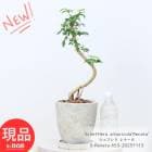 ���տ�ʪ �����ե�� ��ʡ��� ����ե��ݥå� �⤵��53cm ���å������ȥݥå� 6�極���� �͵� ��ޯ��꡼�� �ڸ���ȯ����