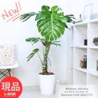 ���տ�ʪ �緿 ���夬���󥹥ƥ� �ǥꥭ������  10��ȭ �⤵��134cm  ���饢����ȭ  �� ���� �Ɀ���å� ��Ź�ˤ� �ڸ���ȯ����