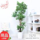 ���տ�ʪ �緿 ���� ������� �ե����� �ʥ� �⤵��182cm 10��ȭ �������� �������ʥ���ƥꥢ���꡼�� Ficus Nana�ڸ���ȯ����