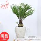 ���ݥ����5�ܡ����տ�ʪ ���ƥ� ���ߥ� �ե�������� �⤵��61cm 7�極���� ���å������ȥݥå� �ե���� ���ߥ� �ե�������ƥ� Zamia 'floridana' ���Ƥ� ��Ŵ ������ʪ ����ƥꥢ���꡼�� ���� ������ �٥��� ��Ƥ䤹���ڸ���ȯ����