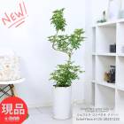 ���տ�ʪ �����ե�� ����ѥ��� �������� ƫ��ȭ �� �⤵��125cm�ӻ����� �ʤ��� �������� �ۥ󥳥󥫥ݥå� �ڸ���ȯ����