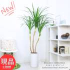 ���տ�ʪ �緿 �ɥ饻�� ����ܥ������� ƫ��ȭ �� �⤵��165cm 9�極���� �����˶��� �ָ��� ��ʡ �ʱ�ΰ� �ڸ���ȯ����