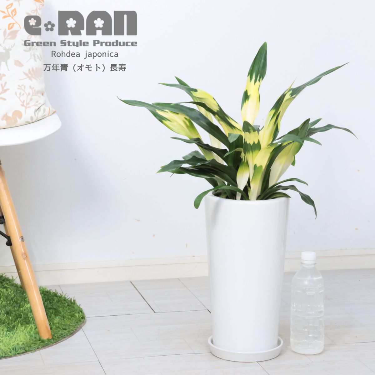 古典園芸植物 万年青 (オモト) 長寿 高さ約62cm 宗石 陶器鉢 7号サイズ