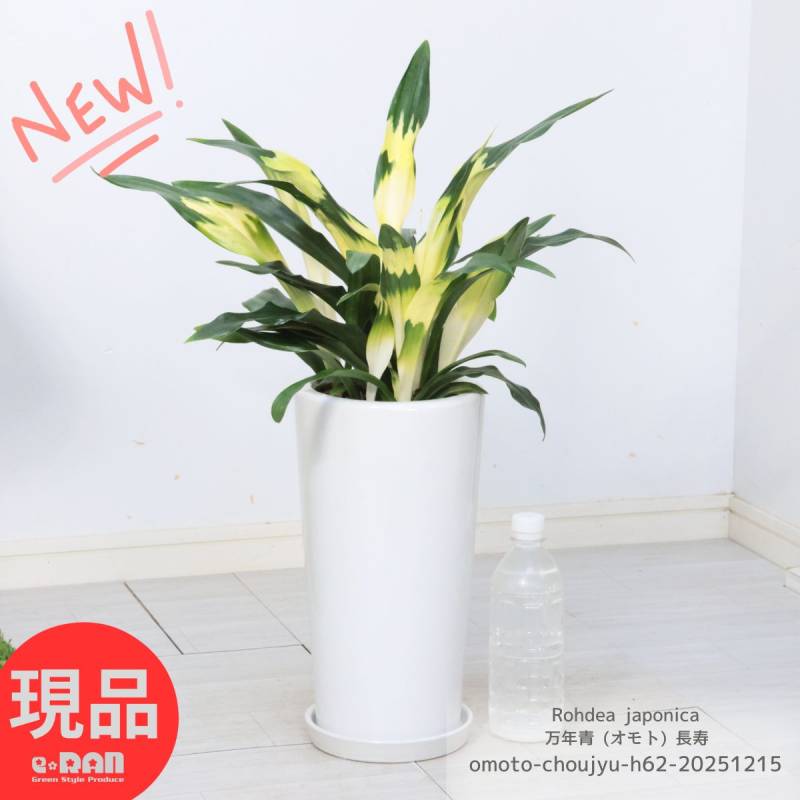錦鉢　万年青　オモト　長生蘭　風蘭　古典植物　植木　観葉植物　インテリア　園芸 万年青 錦鉢」の人気商品一覧 | 安い商品を通販サイトから探す - 価格.com