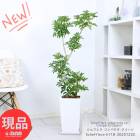 �����ե�� ����ѥ��� �������� ƫ��ȭ �� �⤵118cm  �ʤ������ �������� �ۥ󥳥󥫥ݥå� �ڸ���ȯ����