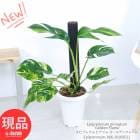 ���տ�ʪ ������ ���ԥץ�ʥ� �ԥʥĥ� ������ǥ�ե졼�� 7��ȭ �⤵��66cm���� Epipremnum 'Golden Flame' �ڸ���ȯ����