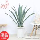 �緿 ������ �����Υ�奦���ĥ�� 10��ȭ �⤵��105cm Agave americana �ڸ���ȯ����