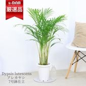 ���տ�ʪ ���� ���쥫�䥷 7��ȭ ���줫�䤷 ��ޥɥ�䥷 �����ͥ����䥷 ������ܿ�� ���������Х��ե饤�ѡ��� �䥷���ڡڿ��̸��������