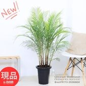 ���տ�ʪ �䥷���� �֥饸��ҥ�䥷�ʥҥᥳ������8��ȭ �⤵113cm ��Ω����Ω�ڸ���ȯ����