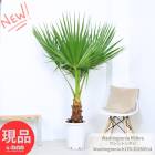 ���տ�ʪ �緿 �䥷 �亮��ȥ�䥷 10��ȭ �⤵��170cm �亮��ȥ�ѡ��� �ե���ե��� Washingtonia filifera �ڸ���ȯ����