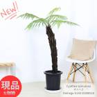 ������ ������ʪ ���˥إ� 9��ȭ �⤵��130cm ������ Cyathea spinulosa �������إ� �����إ� �緿���� ���տ�ʪ�ڸ���ȯ����