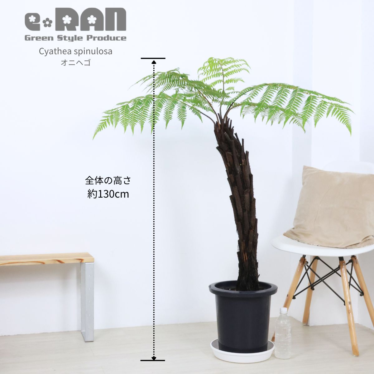 希少種 シダ植物 オニヘゴ 9号鉢 高さ約130cm 希少種 Cyathea