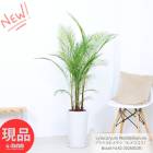 �䥷���� �֥饸��ҥ�䥷�ʥҥᥳ�����˹⤵142cm ��Ω����Ω�ڸ���ȯ����ƫ��ȭ �� ���տ�ʪ  �緿 �䥷 ��� 