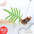 ���������� �ɥ�ʥꥢ �����륷�ե��ꥢ ��ʪ�⤵��40cm �磻�䡼�ߤꥫ�� �������� ���տ�ʪ Drynaria quercifolia  �ڸ���ȯ����