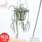 ���տ�ʪ ��ץ��ꥹ �ԥ������  5���ߤ�ȭ �ڸ���ȯ���۰�Ƥ䤹�� ¿����ʪ ���ܥƥ� Rhipsalis pilocarpa �Ĥ�������