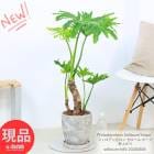�ե����ǥ�ɥ��� �������� �ۡ��� ���夬�� �⤵��85cm �ڸ���ȯ���۴��տ�ʪ �ʹ��ɤ� ���å������ȥݥå� 7�極����