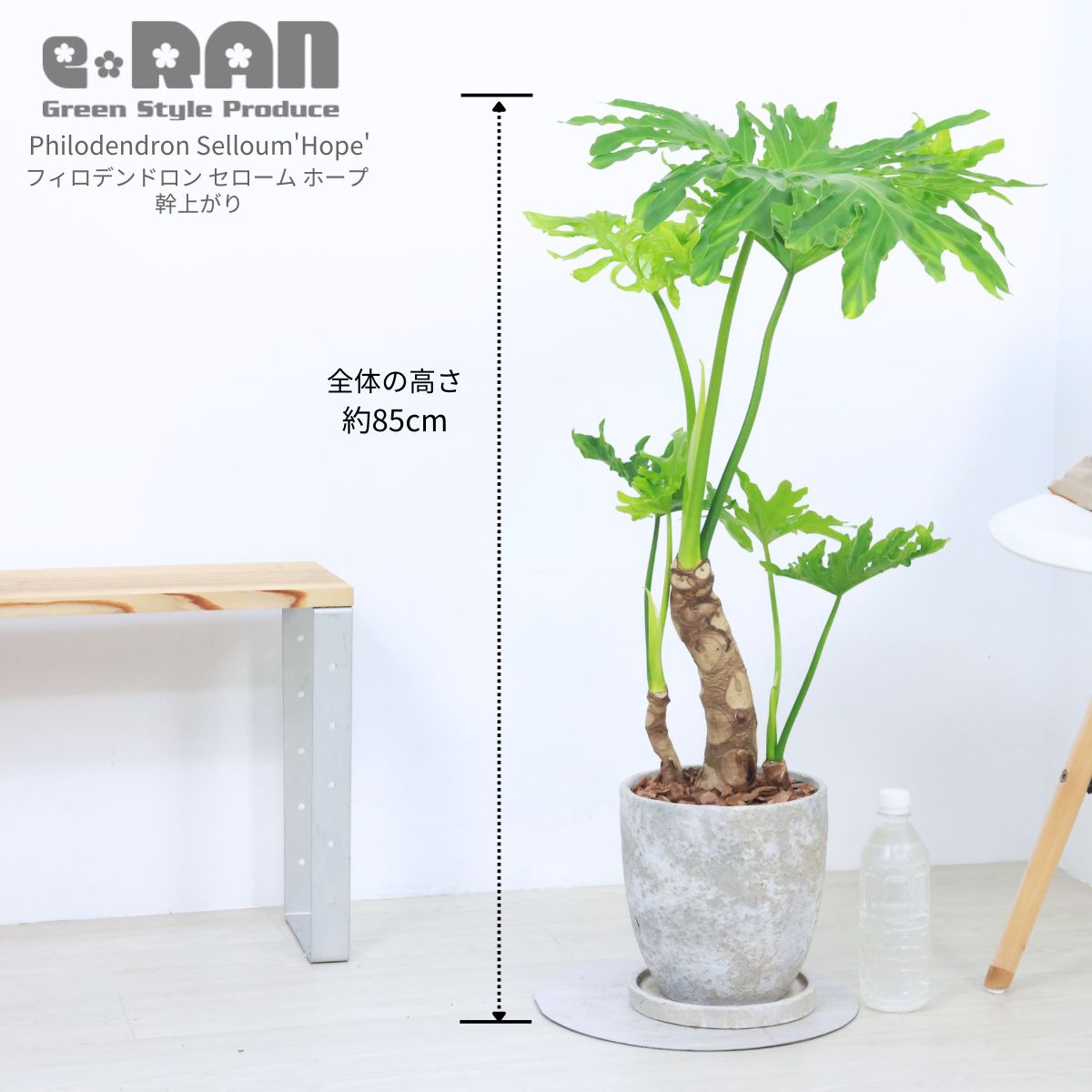 フィロデンドロン セローム ホープ 幹上がり 高さ約85cm 【現品発送