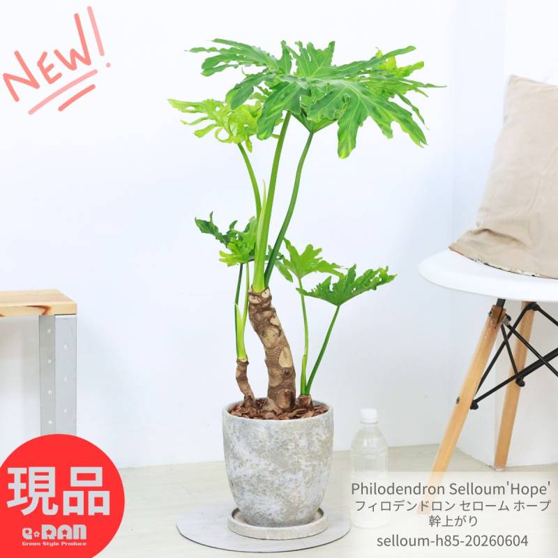 現品】幹立ち！フィロデンドロン・セローム セローム 10号 Ⅳ