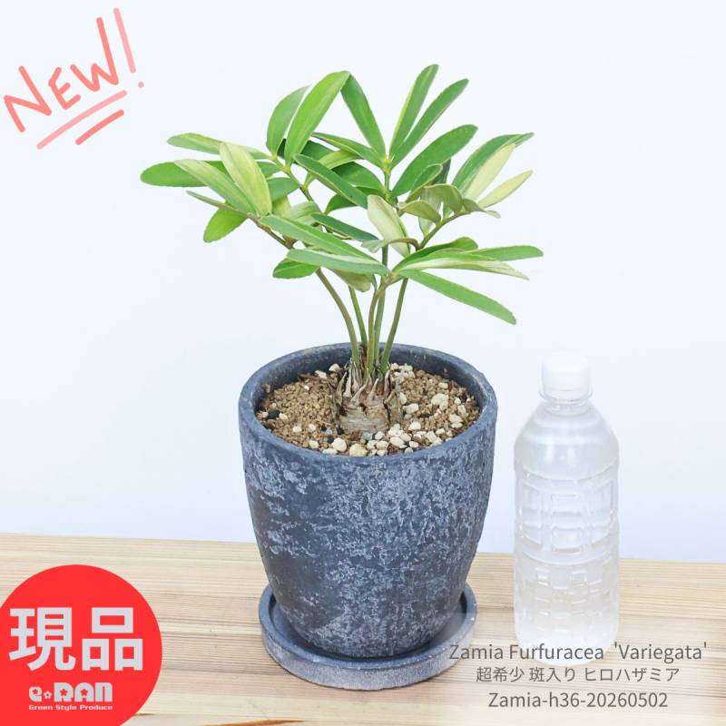 激レア 超希少 斑入り ヒロハザミア 高さ36cm 6号サイズ エッグ