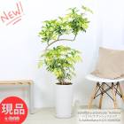���տ�ʪ ������ �����ե�� ���å���ե��ꥢ �⤵��123cm ƫ��ȭ �� 9�極���� �����դ� �ۥ󥳥󥫥ݥå��ڸ���ȯ����