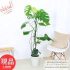 ���տ�ʪ ��󥹥ƥ� �ܥ륷������ �⤵��142cm 8��ȭ ���� �Ɀ���å� ��Ź�ˤ� ��ž�ˤ� �뺧�ˤ� �ڸ���ȯ���� ����