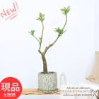 �ֲ��դ� ���ǥ˥��� ���٥��� (���٥å���) �⤵90cm 6.5�極���� �ڸ���ȯ���۲�����ʪ ����å������ȥݥå� 