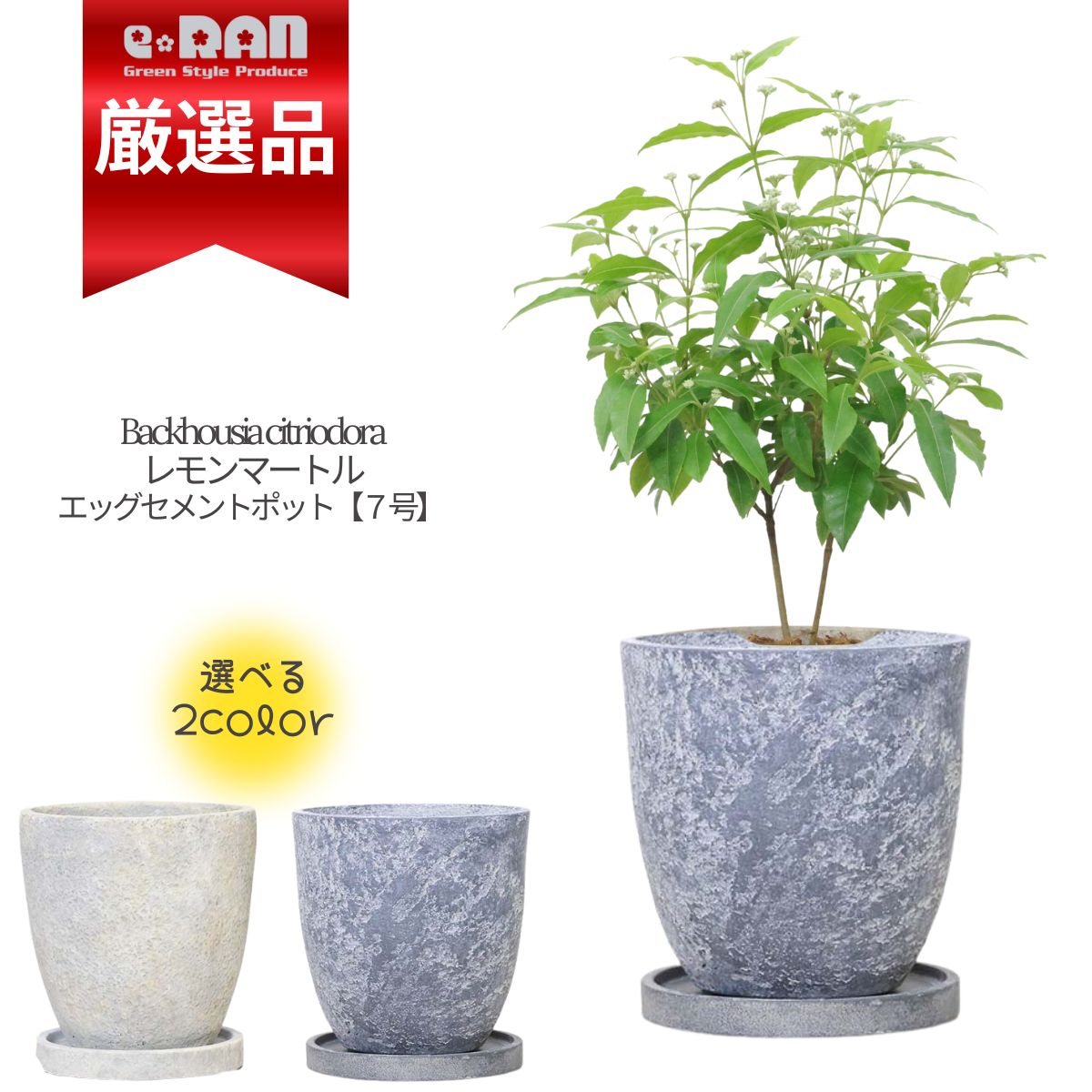 ͵Υϡ βֲ ޡȥ ⤵60cm åȥݥå 7極 ڿ̸