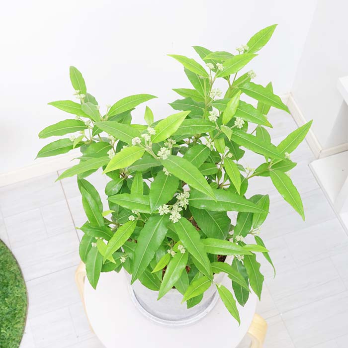 ͵Υϡ βֲ ޡȥ ⤵60cm åȥݥå 7極 ڿ̸