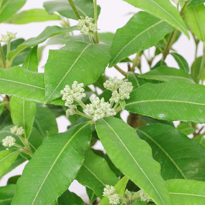 ͵Υϡ βֲ ޡȥ ⤵60cm åȥݥå 7極 ڿ̸