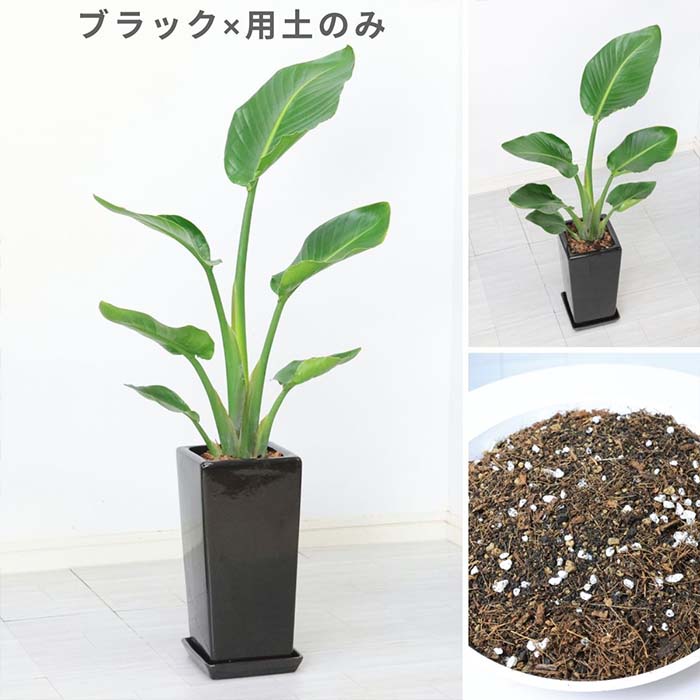 �ڿ��̸�������� ���ȥ����� ���������� �⤵��80cm ��������ƫ��ȭ ���٤륫�顼 �� �� �����դ� ���տ�ʪ ����