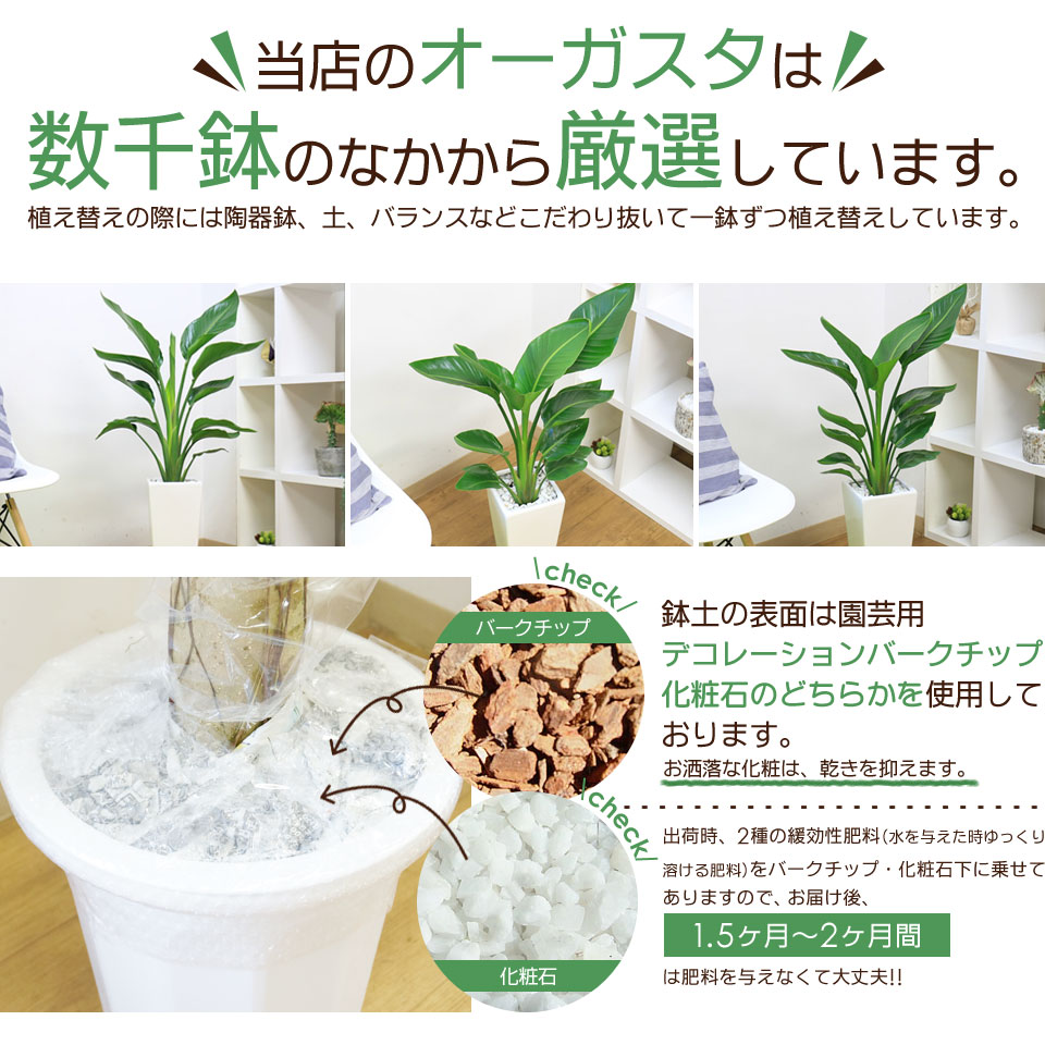 �ڿ��̸�������� ���ȥ����� ���������� �⤵��80cm ��������ƫ��ȭ ���٤륫�顼 �� �� �����դ� ���տ�ʪ ����