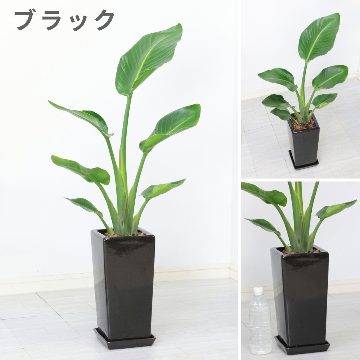 �ڿ��̸�������� ���ȥ����� ���������� �⤵��80cm ��������ƫ��ȭ ���٤륫�顼 �� �� �����դ� ���տ�ʪ ����