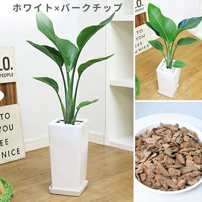 �ڿ��̸�������� ���ȥ����� ���������� �⤵��80cm ��������ƫ��ȭ ���٤륫�顼 �� �� �����դ� ���տ�ʪ ����