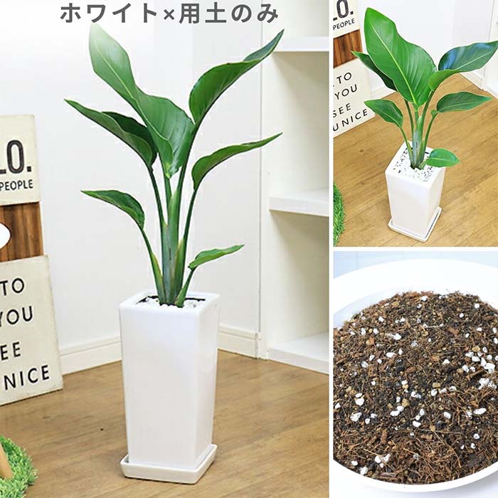 �ڿ��̸�������� ���ȥ����� ���������� �⤵��80cm ��������ƫ��ȭ ���٤륫�顼 �� �� �����դ� ���տ�ʪ ����