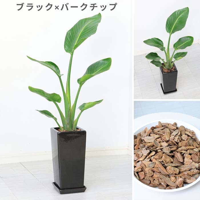 �ڿ��̸�������� ���ȥ����� ���������� �⤵��80cm ��������ƫ��ȭ ���٤륫�顼 �� �� �����դ� ���տ�ʪ ����