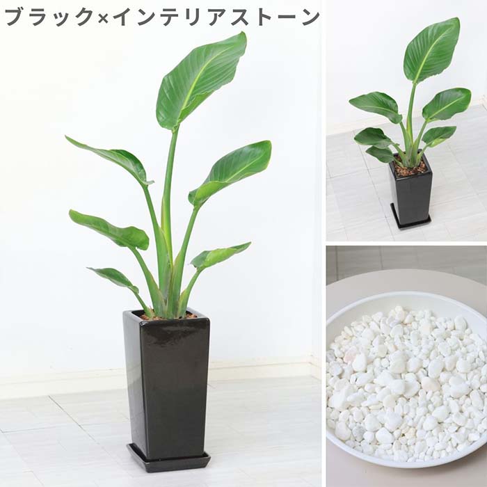 �ڿ��̸�������� ���ȥ����� ���������� �⤵��80cm ��������ƫ��ȭ ���٤륫�顼 �� �� �����դ� ���տ�ʪ ����