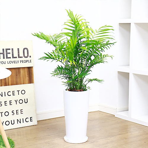 大きなテーブルヤシ チャメドレア エレガンス H80cm 陶器鉢仕立 観葉植物 写真に似た厳選品お届け 種類でみる ヤシ ソテツの仲間 Green Style Produce E Ran イーラン 公式