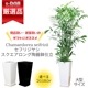 տʪ եꥸ䥷 ƫȭ ⤵150cm160cm ٤ƫȭ  ڿ̸