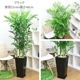 տʪ եꥸ䥷 ƫȭ ⤵150cm160cm ٤ƫȭ  ڿ̸
